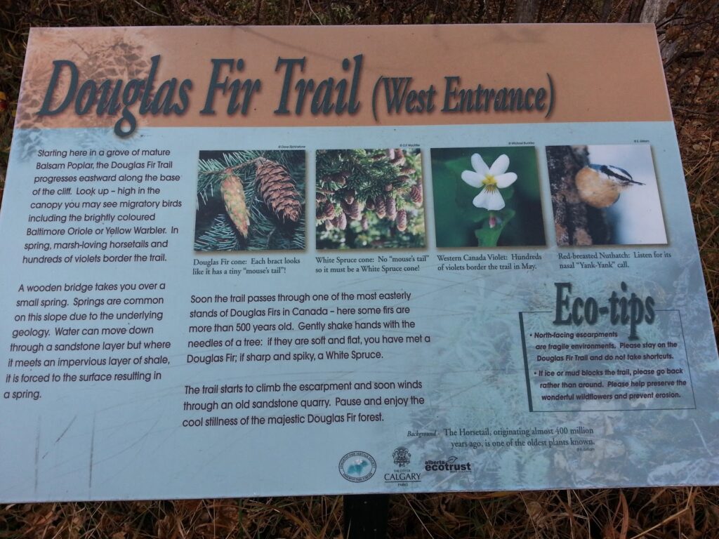 douglas-fir-trail-edworthy-park-2