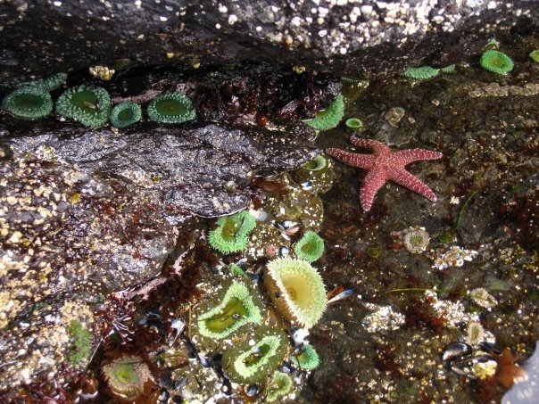 sea-anemones-starfish
