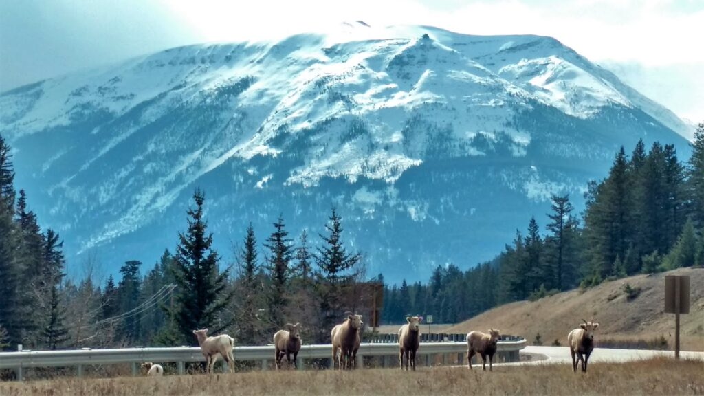 bighorn-sheep-jasper.jpg