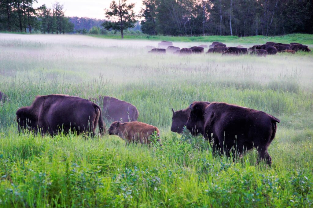 bison-in-the-mist-elk-island-national-park.JPG