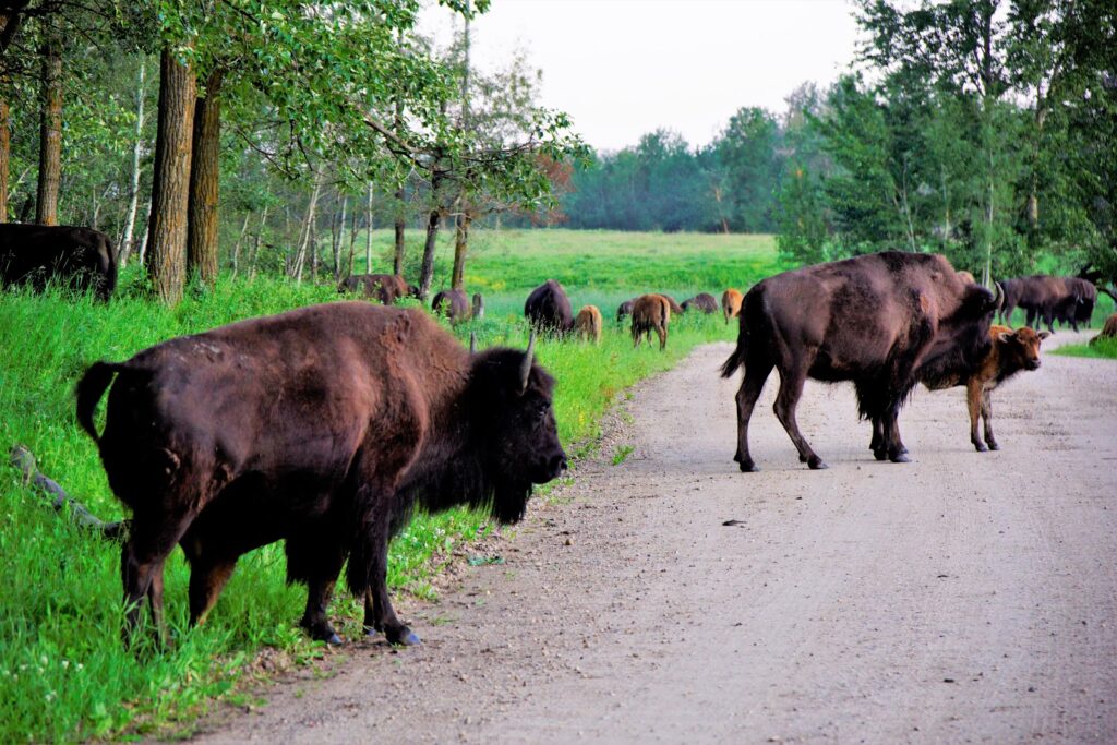 bison-loop-elk-island-national-park.JPG