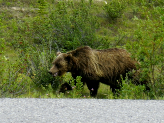 grizzly-bear-kananaskis