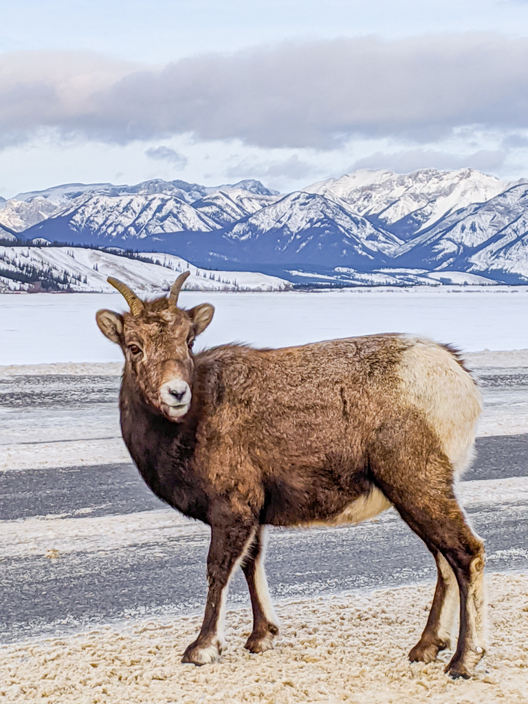 bighorn-sheep-jasper