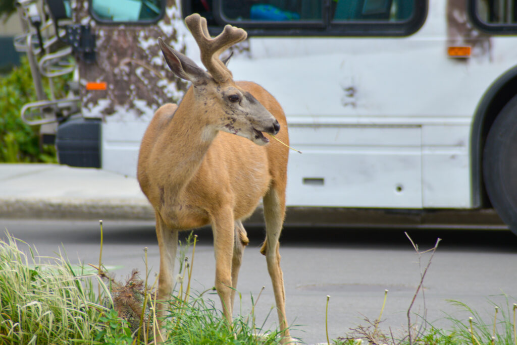 deer-grazing-banff-avenue