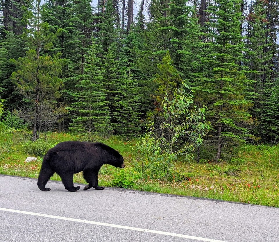 icefields-parkway-bear