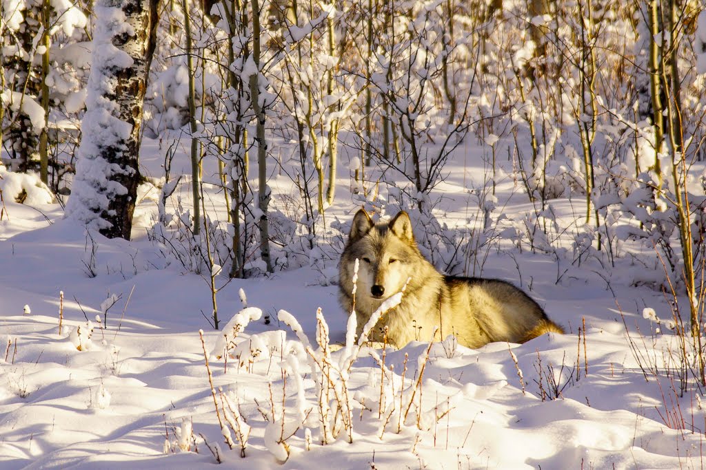 yamnuska-wolfdog-sanctuary-2