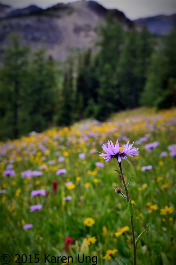 Healy-Pass-wildflowers