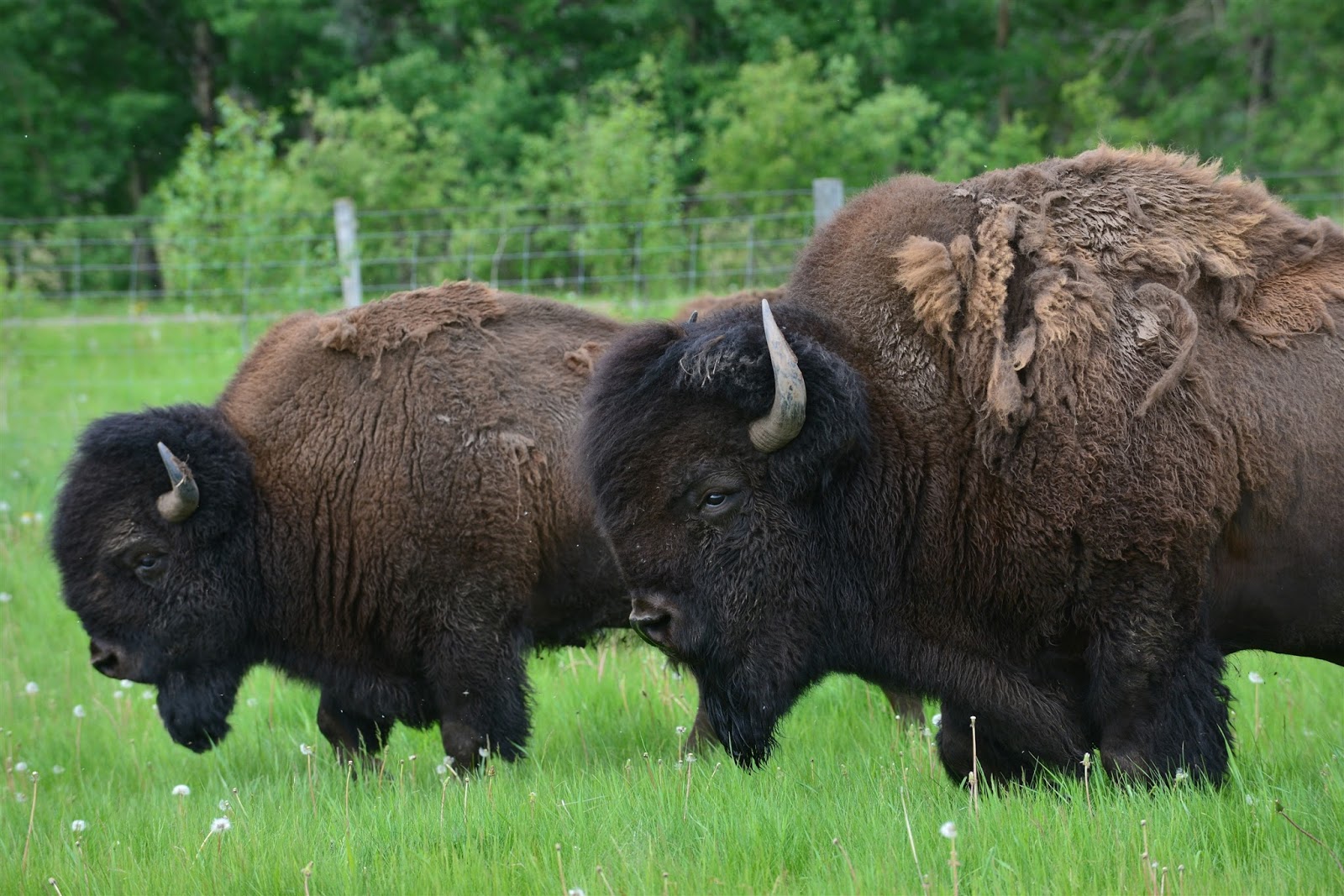 Plains-Bison-Rocky-Mountain-House-National-Historic-Site