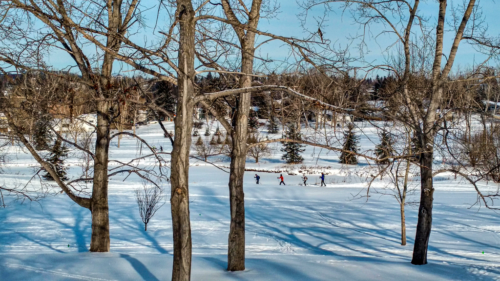 Cross country skiing at Confederation Park Golf Course, Calgary