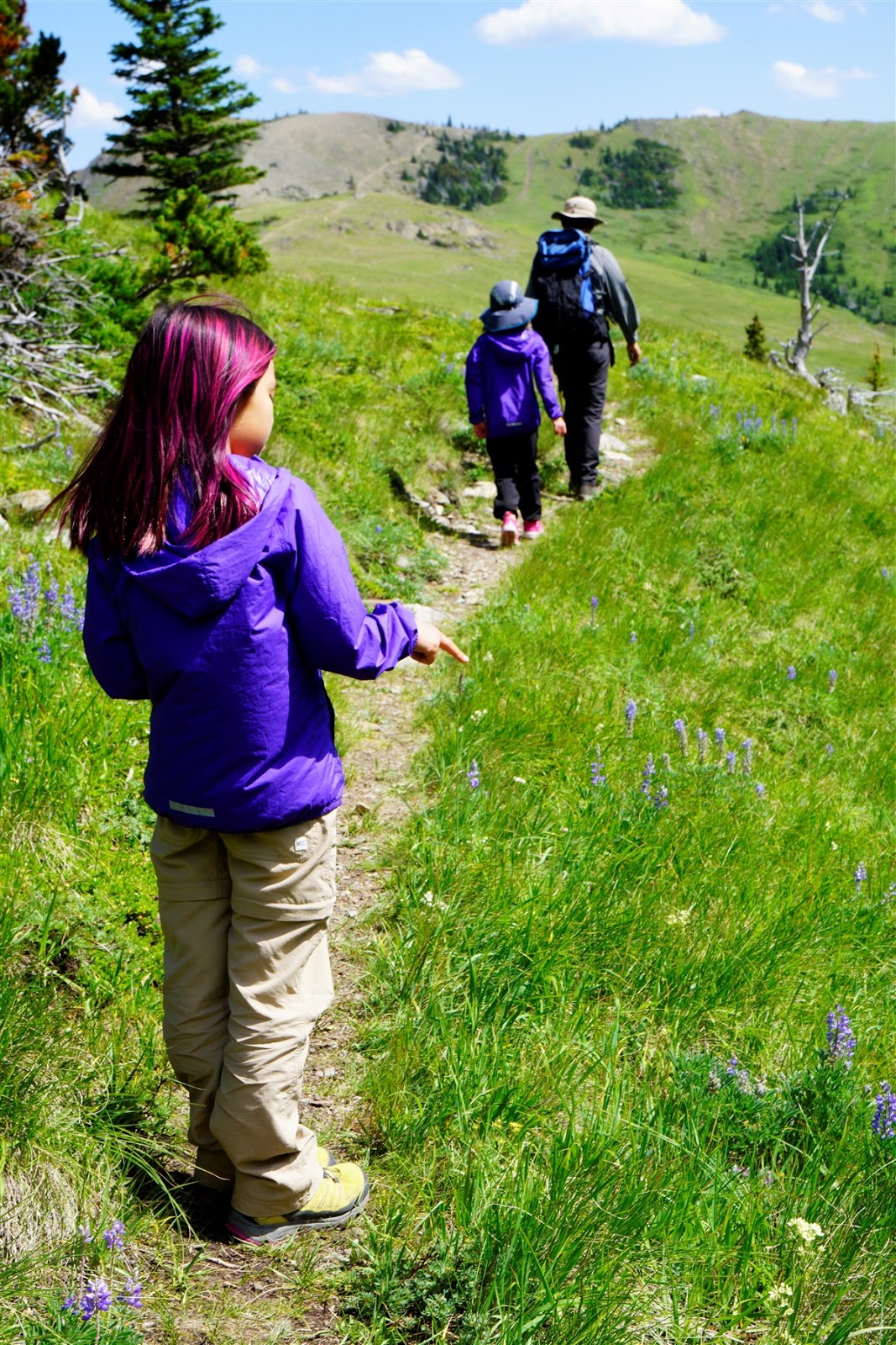 lupines line the Hailstone Butte Trail
