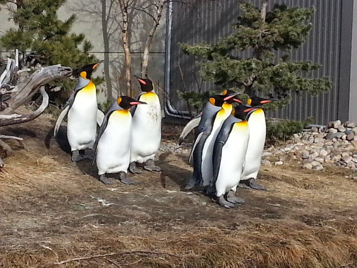 Penguins at The Calgary Zoo