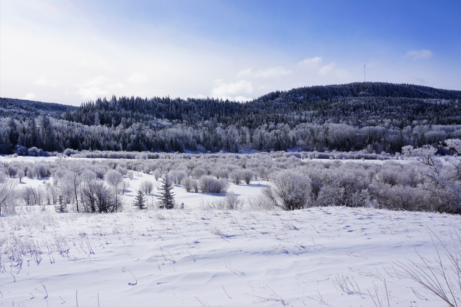 Cypress Hills Provincial Park in Winter