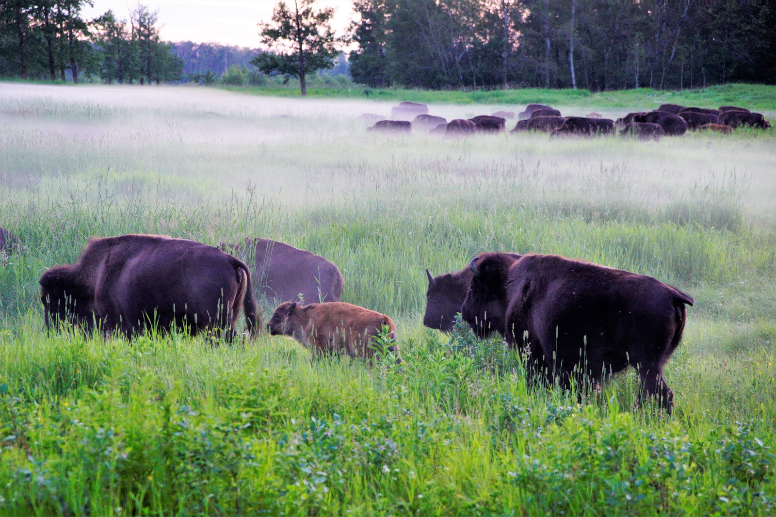 Bison in the mist, Elk Island National Park