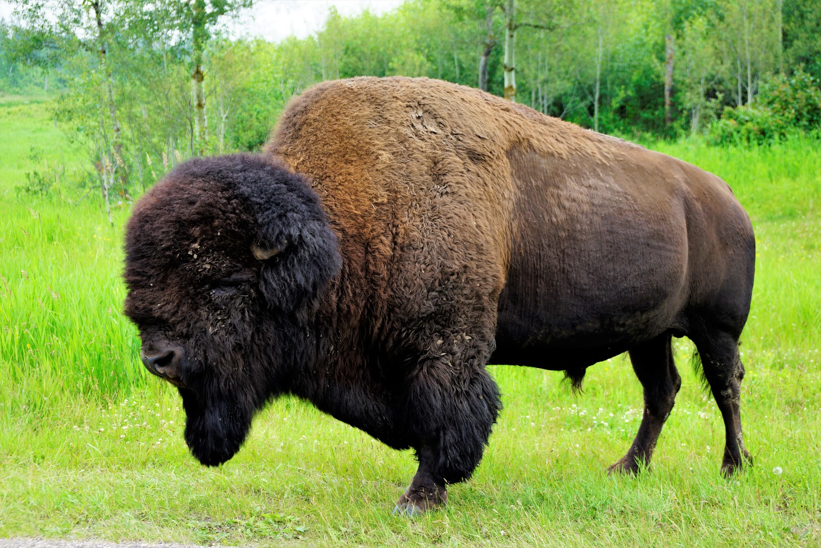 bison at Elk Island National Park