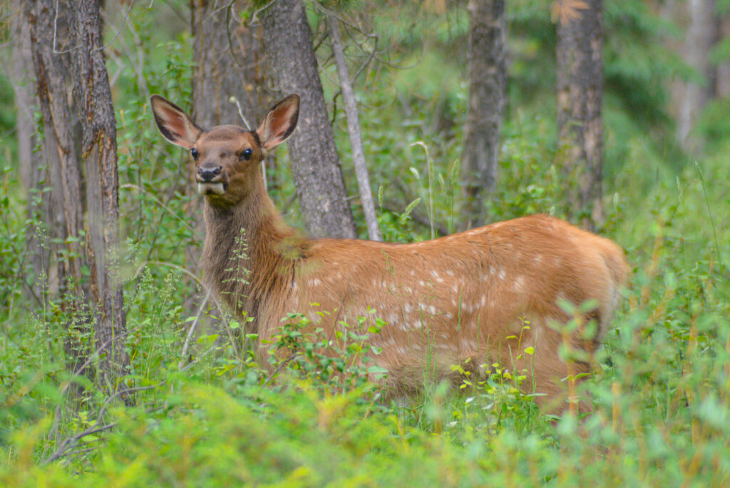 elk-calf-jasper-national-park