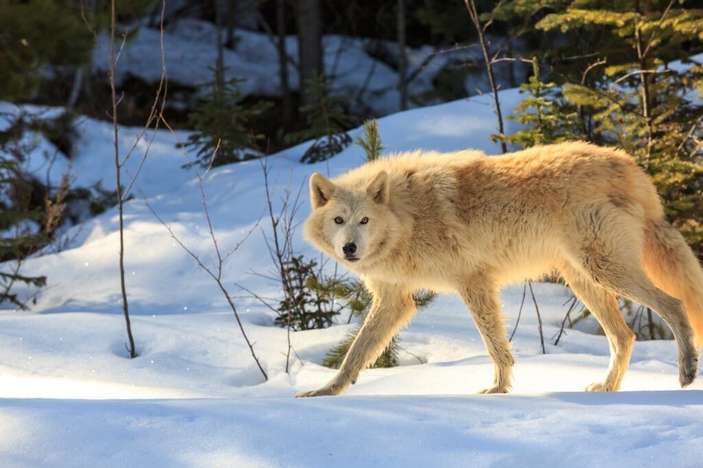 Golden-BC-wildlife-wolf-35-credit-Best-medium