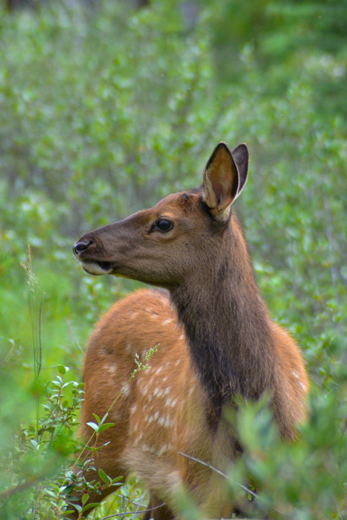 elk-calf