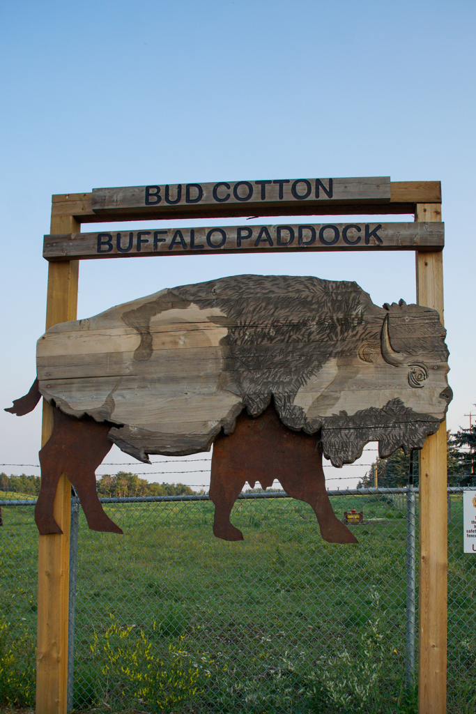 bud-cotton-buffalo-paddock-wainwright-alberta