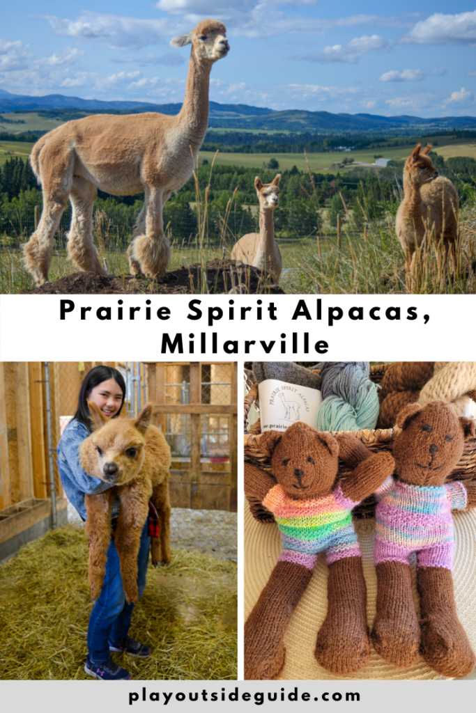Prairie Spirit Alpaca Farm, Millarville
