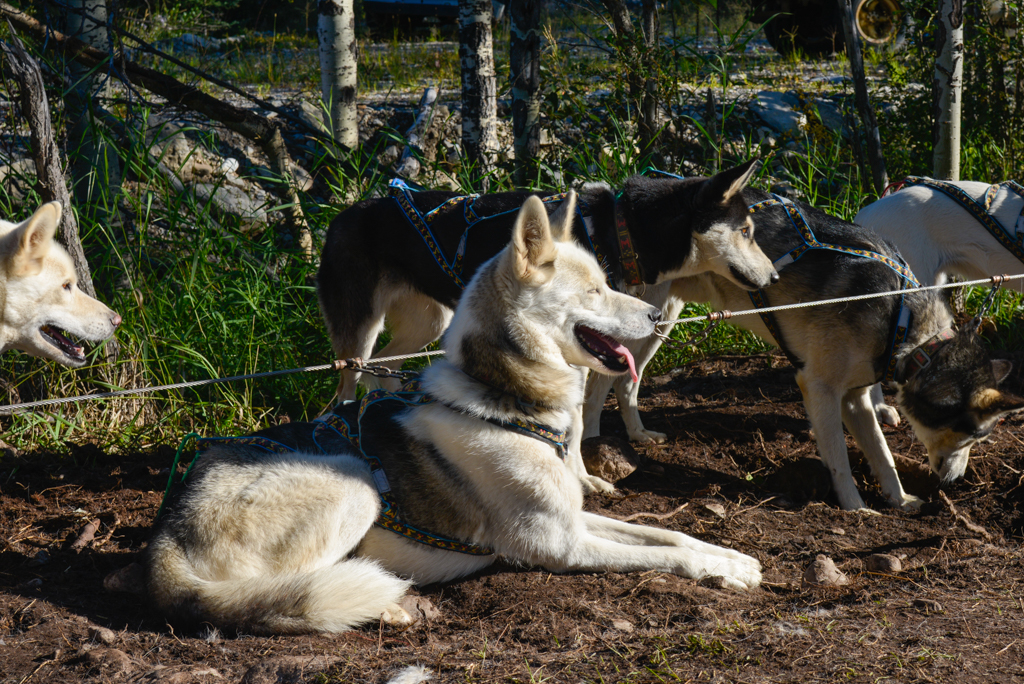 snowy-owl-sled-dogs-summer-dog-carting-11