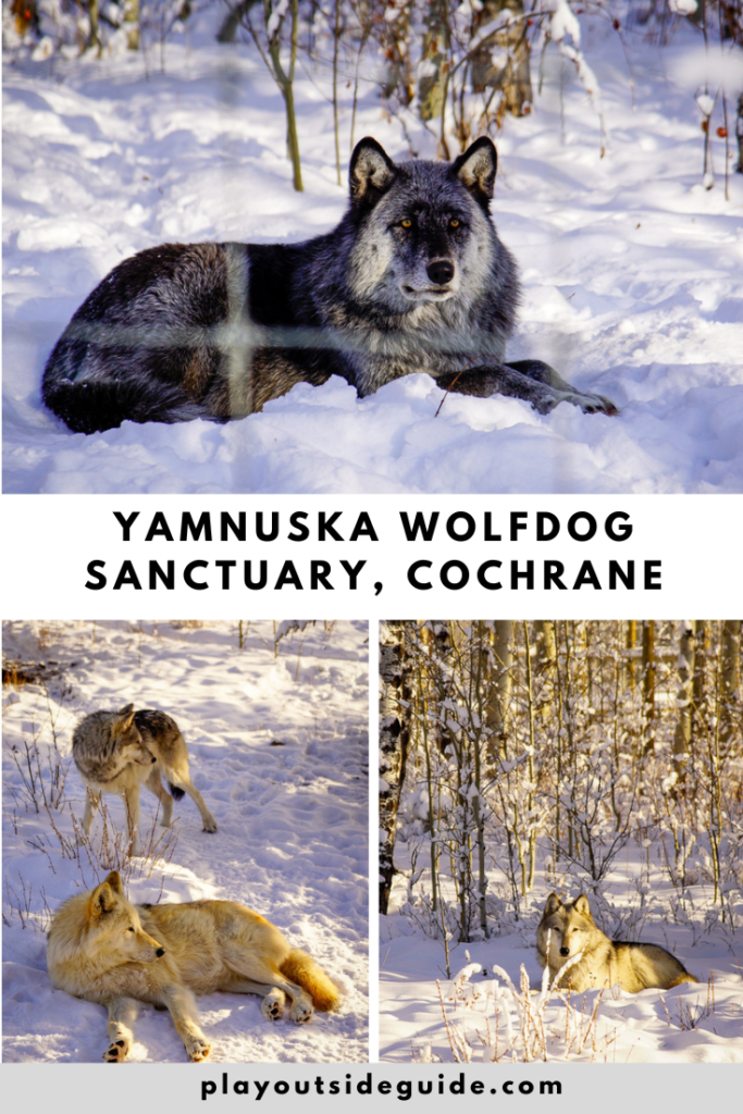 yamnuska wolfdog sanctuary pinterest pin