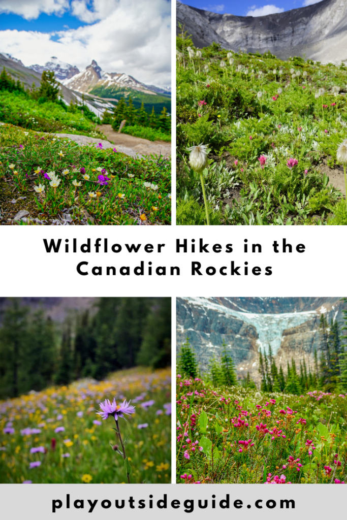 Wildflower hikes in the Canadian Rockies pinterest pin